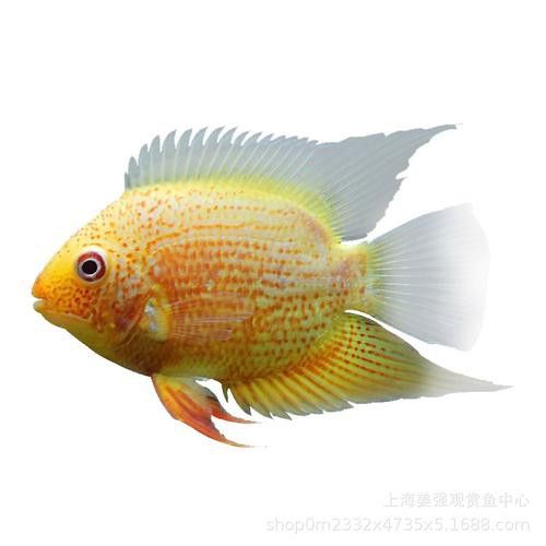 菠蘿魚能和銀龍魚混養(yǎng)嘛圖片 龍魚百科 第23張 菠蘿魚能和銀龍魚混養(yǎng)嘛圖片 菠蘿魚能和銀龍魚混養(yǎng)嘛圖片 龍魚百科 第23張