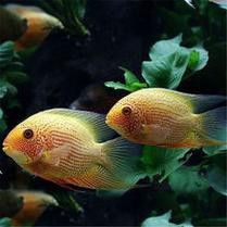 菠蘿魚能和銀龍魚混養(yǎng)嘛圖片 龍魚百科 第22張 菠蘿魚能和銀龍魚混養(yǎng)嘛圖片 菠蘿魚能和銀龍魚混養(yǎng)嘛圖片 龍魚百科 第22張