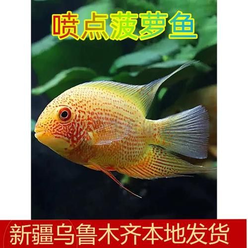 菠蘿魚能和銀龍魚混養(yǎng)嘛圖片 龍魚百科 第24張 菠蘿魚能和銀龍魚混養(yǎng)嘛圖片 菠蘿魚能和銀龍魚混養(yǎng)嘛圖片 龍魚百科 第24張