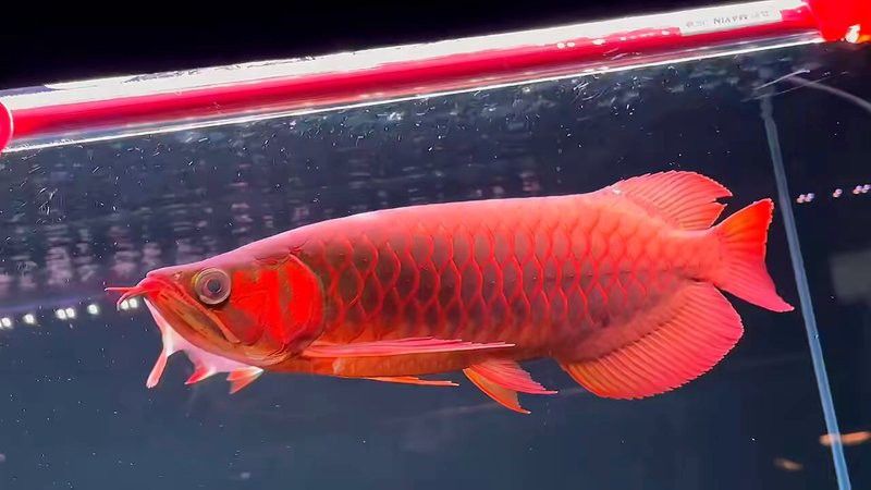 紅龍魚的圖片大全 紅龍魚的圖片大全 龍魚百科 第26張
