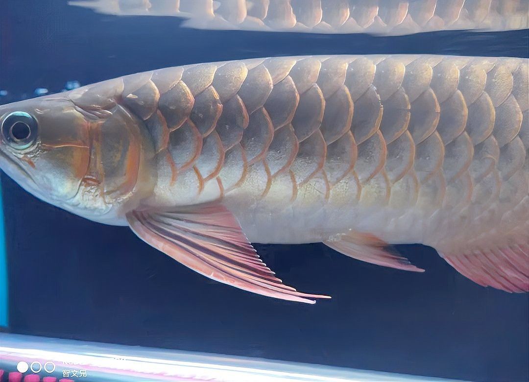 紅龍魚的圖片大全 紅龍魚的圖片大全 龍魚百科 第30張