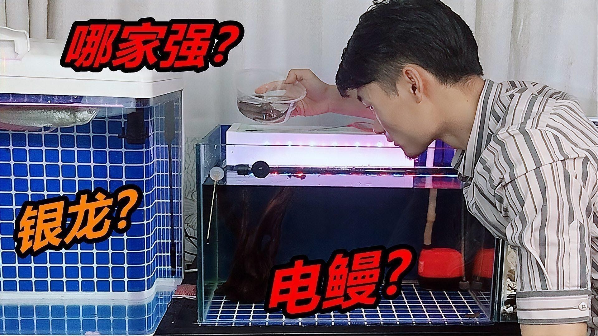 銀龍魚繁殖技術視頻講解全集 銀龍魚繁殖技術視頻講解全集 龍魚百科 第2張