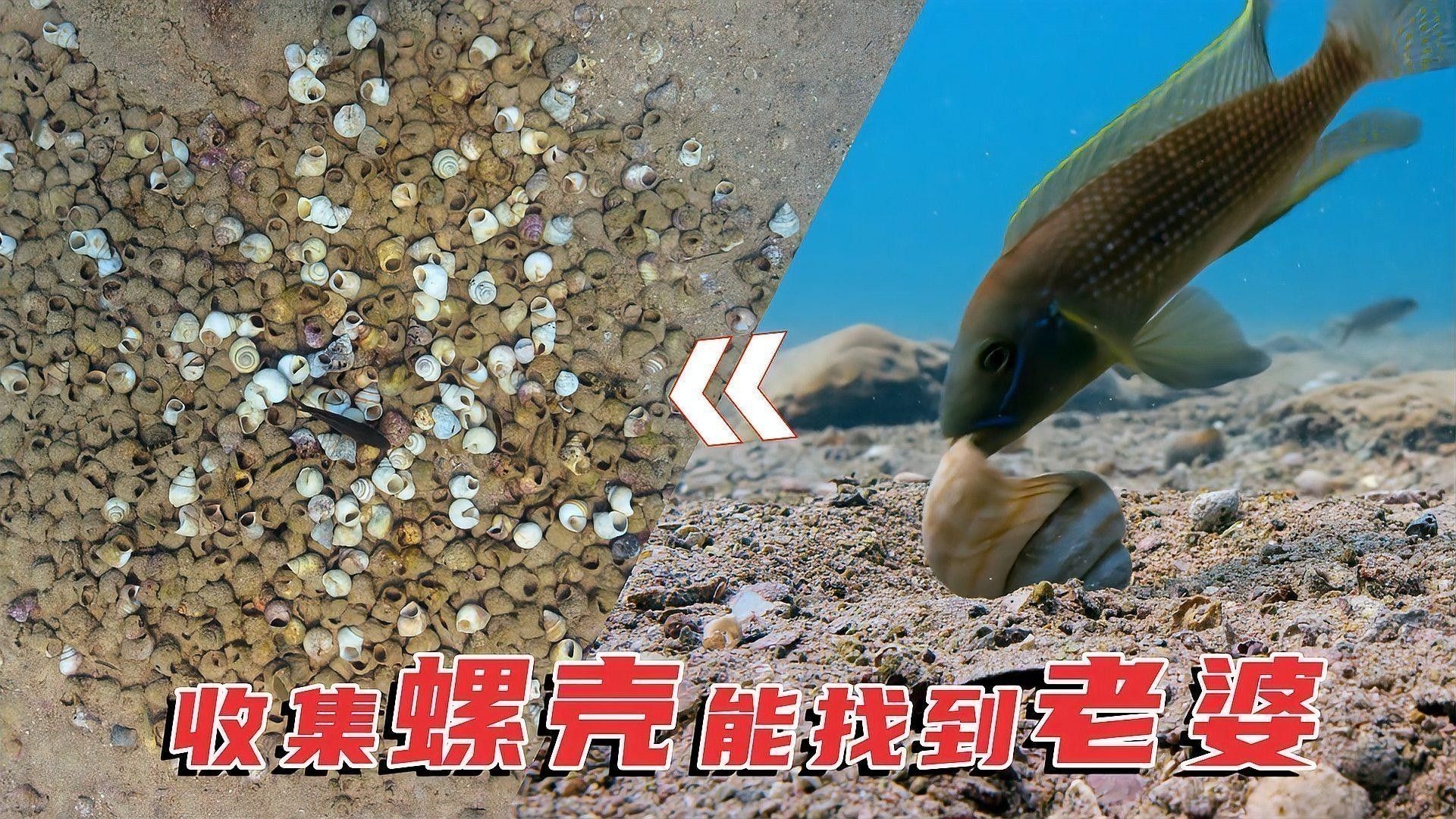 雄魚如何吸引雌魚配對？