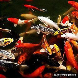 曼龍魚與孔雀魚混養(yǎng)好嗎