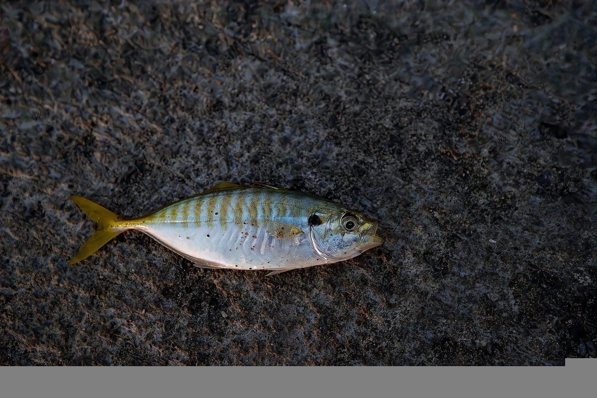 曼龍魚與孔雀魚混養(yǎng)好嗎
