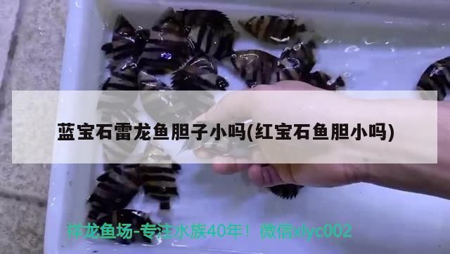 藍寶石雷龍魚膽子小嗎(紅寶石魚膽小嗎)