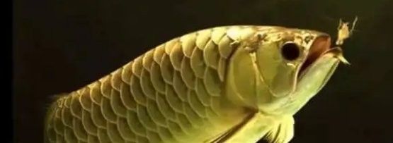 龍魚(yú)浮頭沉尾多久會(huì)恢復(fù)