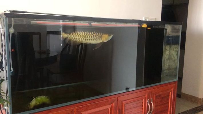 龍魚缸里養什么清潔工最好看：清潔工魚種選擇指南，黃金達摩與龍魚搭配效果，清道夫魚的優缺點分析