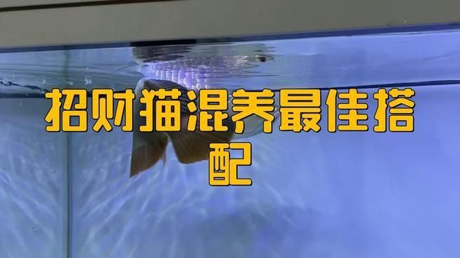 推薦一些與招財貓混養的中大型魚類