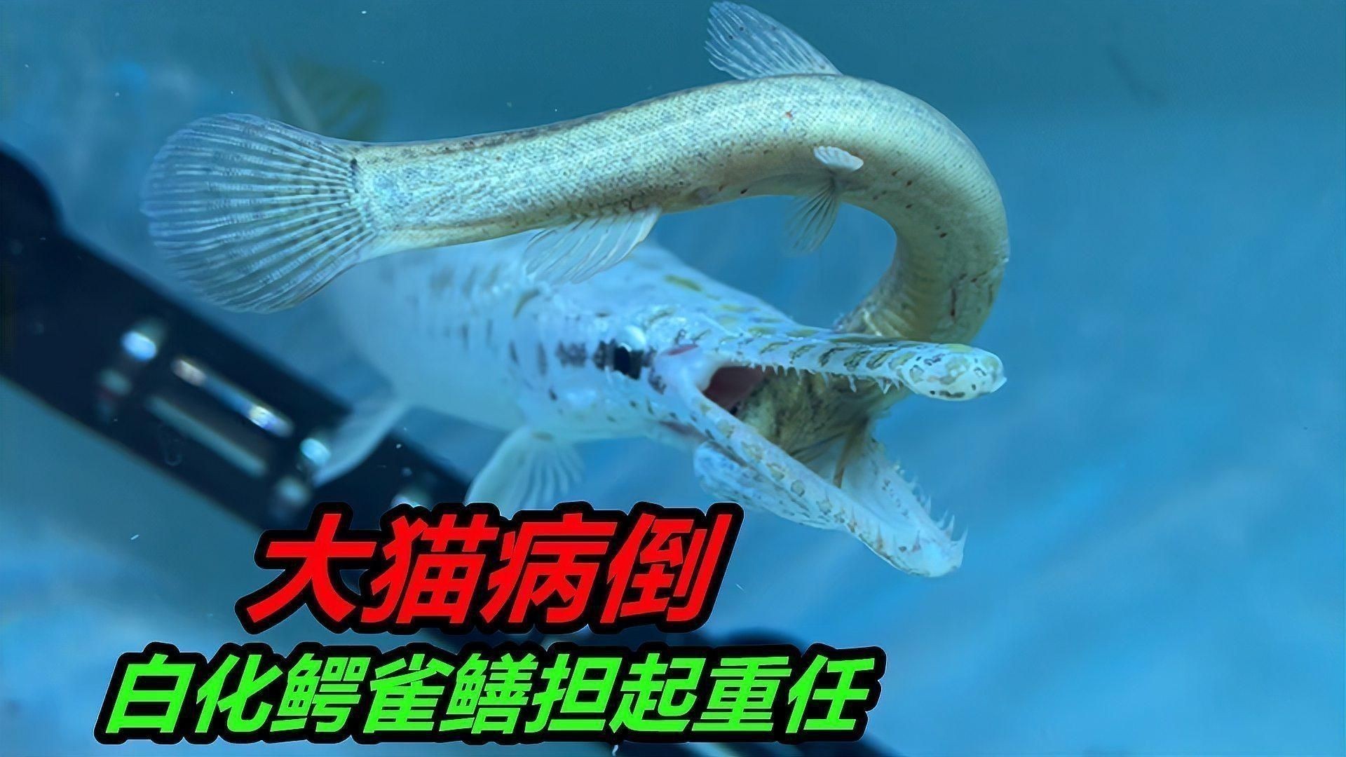 推薦一些與招財貓混養的中大型魚類