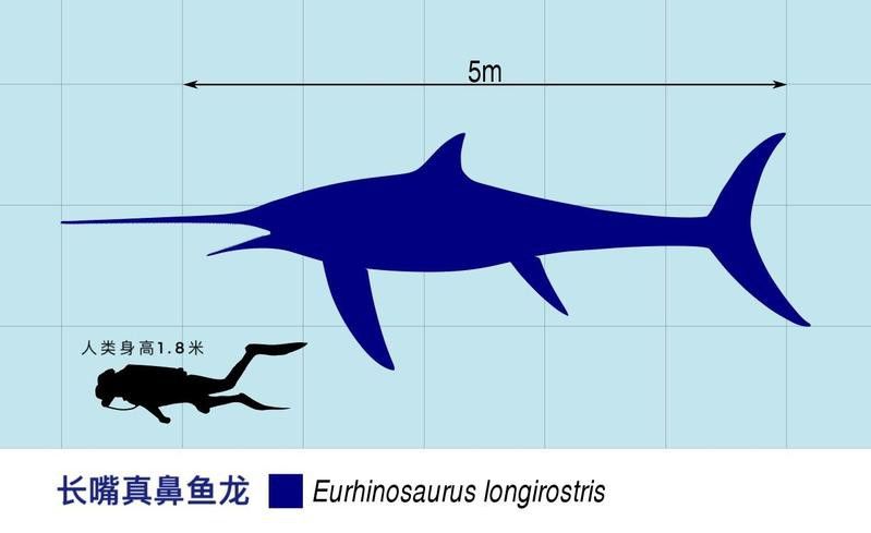 如何區分不同種類的魚龍？ 如何區分不同種類的魚龍？ 龍魚百科 第1張