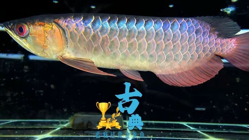 翡翠綠金龍魚值錢嗎