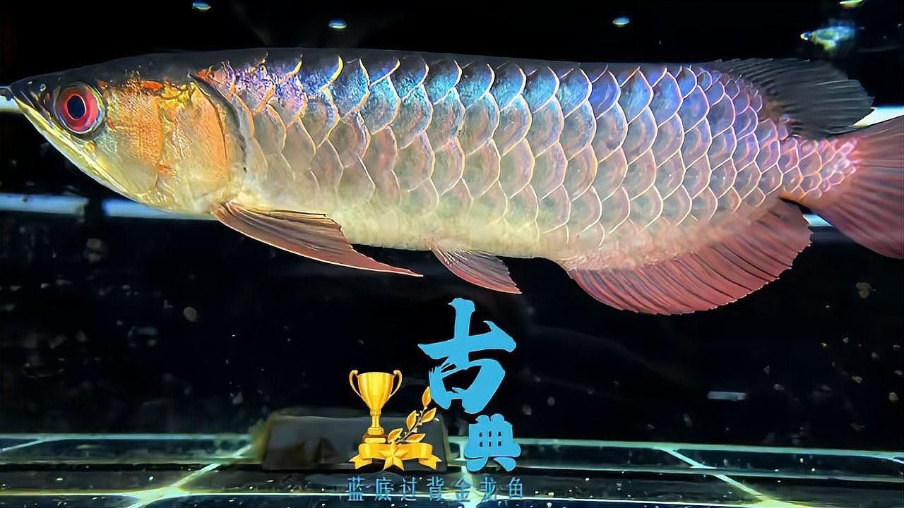 翡翠綠金龍魚值錢嗎