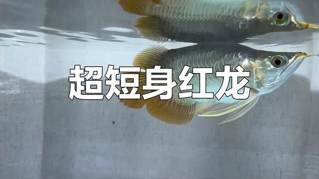 短身紅龍的價格一般是多少？