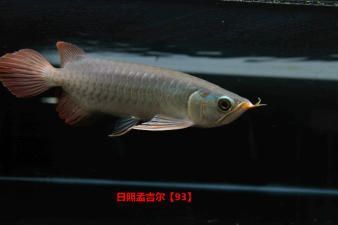 小孟紅龍魚是什么品牌（小孟紅龍魚并不是一個獨立的品牌，而是孟吉爾紅龍魚中的一個細分品種）