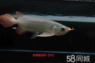 小孟紅龍魚是什么品牌（小孟紅龍魚并不是一個獨立的品牌，而是孟吉爾紅龍魚中的一個細分品種）