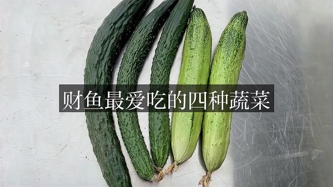 白子招財(cái)龍魚吃什么食物最好？
