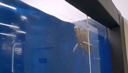 機(jī)器金龍魚：機(jī)器金龍魚是一種仿生學(xué)設(shè)計(jì)的機(jī)器人 機(jī)器金龍魚：機(jī)器金龍魚是一種仿生學(xué)設(shè)計(jì)的機(jī)器人 龍魚百科 第3張