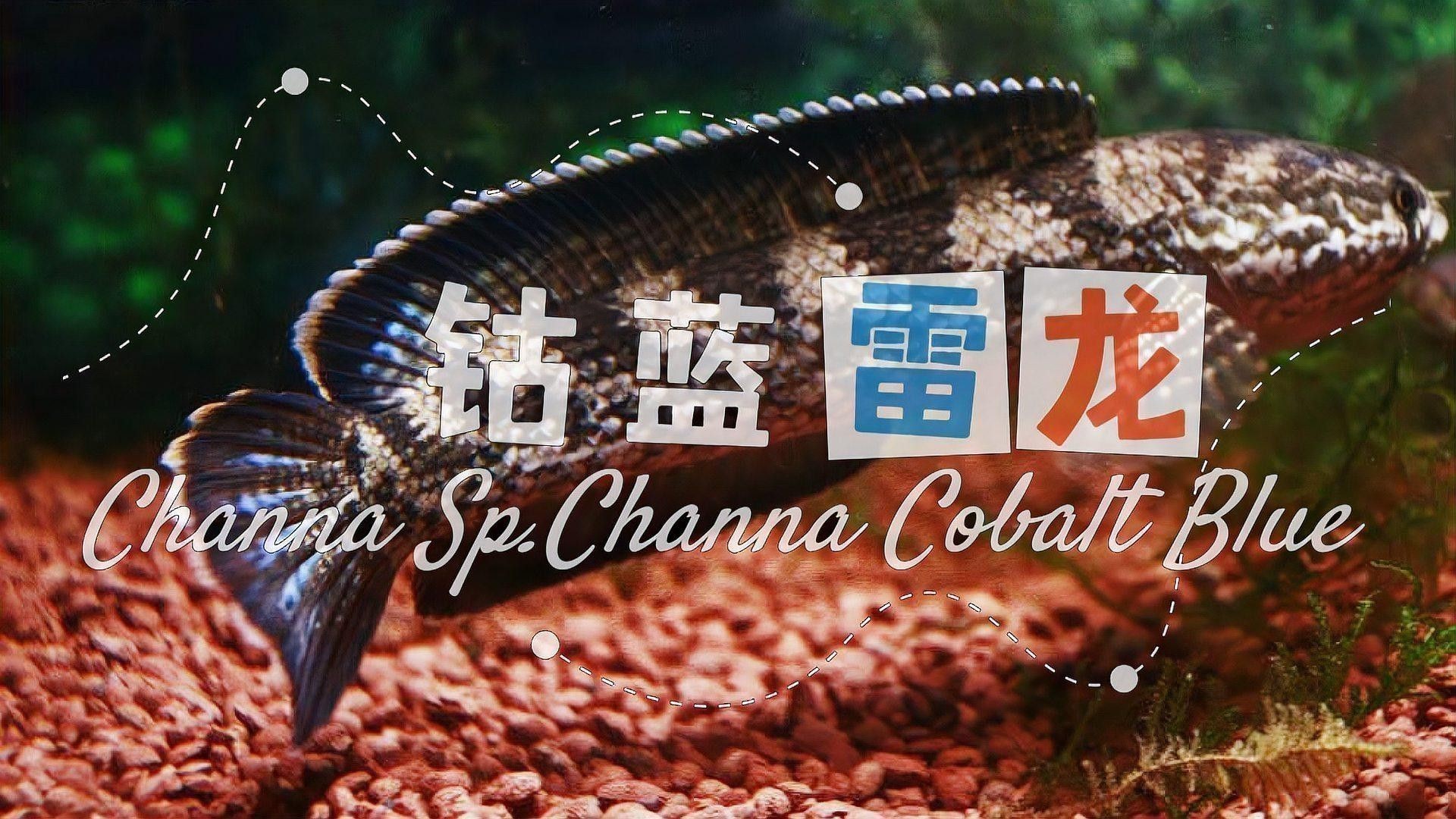如何區分不同品種的藍色系雷龍？