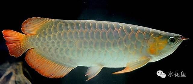 金龍魚的體積是多少：金龍魚的體積可以通過其生活空間來接估算金龍魚的體積 金龍魚的體積是多少：金龍魚的體積可以通過其生活空間來接估算金龍魚的體積 龍魚百科
