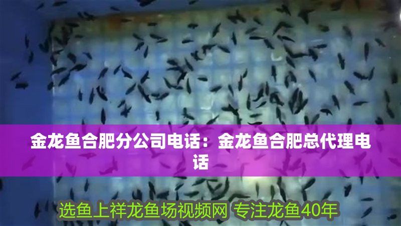龍魚鰭上有疙瘩（龍魚鰭上出現疙瘩可能由多種原因引起，可能由多種原因引起）