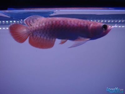 頂級紅龍魚品牌（紅龍魚品種特征介紹紅龍魚品種特征介紹）