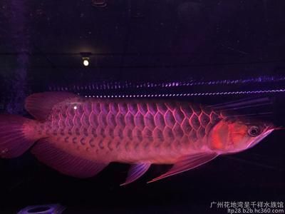 赤血紅龍魚好不好：關于赤血紅龍魚的飼養