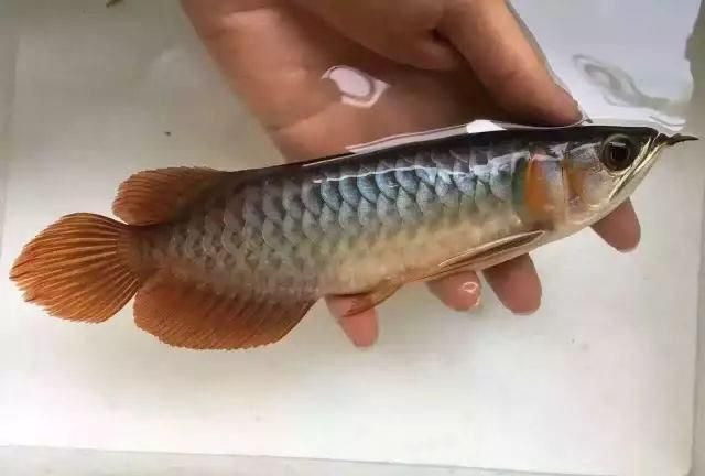 龍魚怎么預防內(nèi)寄蟲病的發(fā)生呢：龍魚如何預防內(nèi)寄蟲病