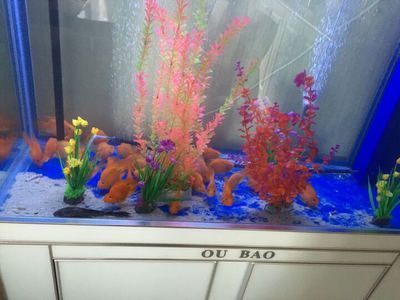 最好的龍魚缸品牌排行榜前十名:2024年最好的龍魚缸品牌排行榜 龍魚百科 第2張 最好的龍魚缸品牌排行榜前十名:2024年最好的龍魚缸品牌排行榜 最好的龍魚缸品牌排行榜前十名:2024年最好的龍魚缸品牌排行榜 龍魚百科 第2張