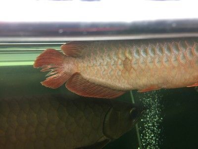 龍魚尾巴有血絲正常嗎圖片：龍魚尾巴出現(xiàn)血絲并不正常，可能是由多種因素引起的