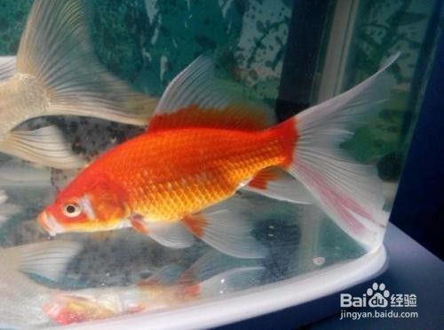 龍魚尾巴有血絲正常嗎圖片：龍魚尾巴出現(xiàn)血絲并不正常，可能是由多種因素引起的