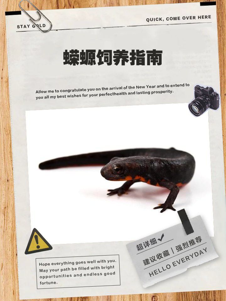 小火龍蠑螈的適宜水溫是多少？