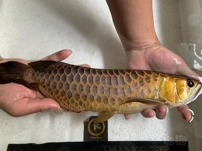 龍魚隆背：龍魚隆背可能是指龍魚的脊柱彎曲成s形的癥狀