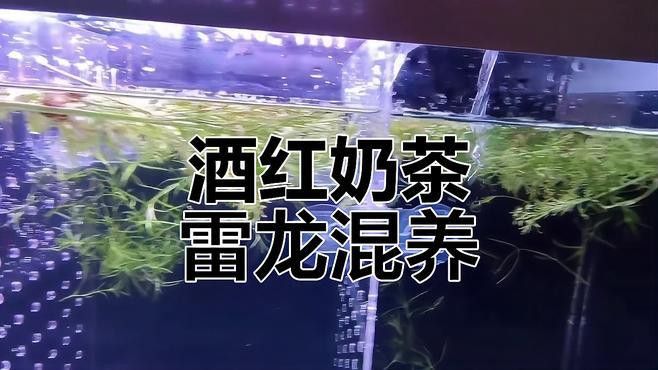 混養雷龍魚需要多大的水流？ 混養雷龍魚需要多大的水流？ 龍魚百科 第4張