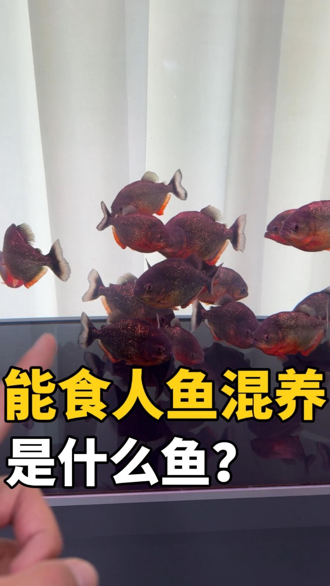 混養雷龍魚需要多大的水流？ 混養雷龍魚需要多大的水流？ 龍魚百科 第3張