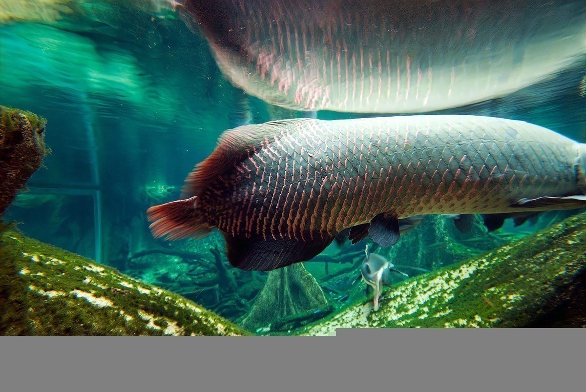 混養雷龍魚需要多大的水流？ 混養雷龍魚需要多大的水流？ 龍魚百科 第9張