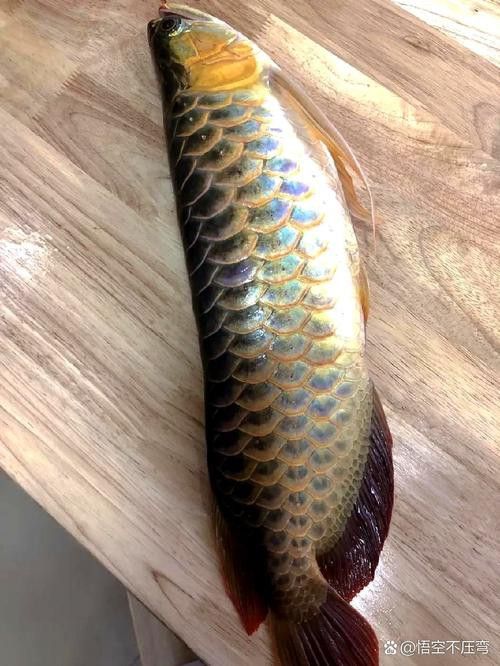 金龍魚發色過程記錄圖片大全高清
