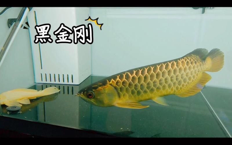 金龍魚發色過程記錄圖片大全高清