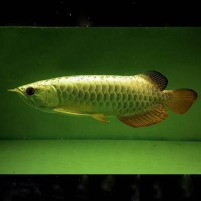 龍魚晚上小夜燈太亮好不好（紅龍魚晚上不要開燈，晚上不要開燈，對龍魚的健康和美觀至關重要）