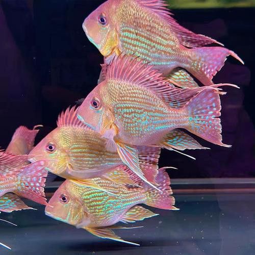 紅龍魚配什么魚一起養 紅龍魚配什么魚一起養 龍魚百科 第3張