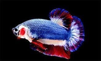 雷龍魚和金魚哪個好養（雷龍魚與金魚混養注意事項） 雷龍魚和金魚哪個好養（雷龍魚與金魚混養注意事項） 龍魚百科 第3張