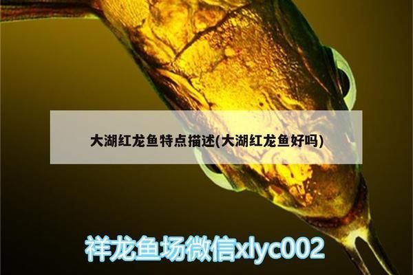 好紅龍魚的表現有哪些方面呢英語：好紅龍魚在繁殖周期的繁殖能力和生命力和生命力和生命力