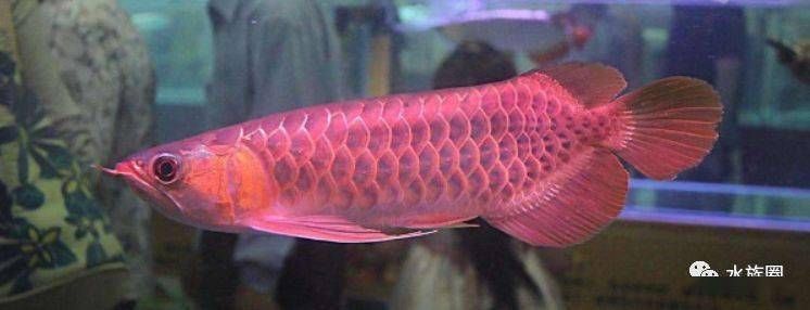 龍魚膽小怎么辦：如何讓龍魚的膽子變大
