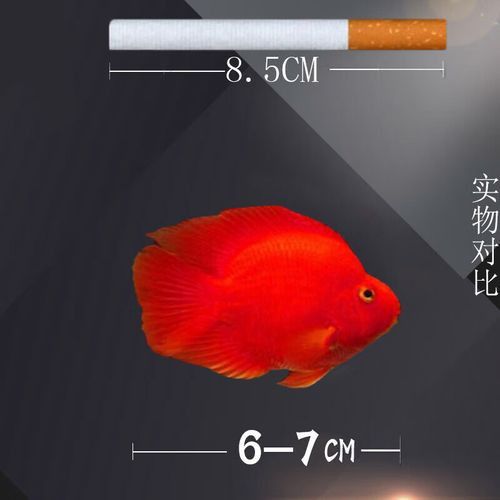 給我推薦一些性價比高的橘紅龍魚