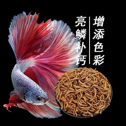 銀龍魚喂啥 銀龍魚喂啥 龍魚百科 第7張