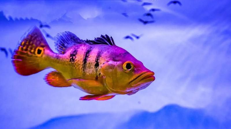 金老虎皇冠三間魚