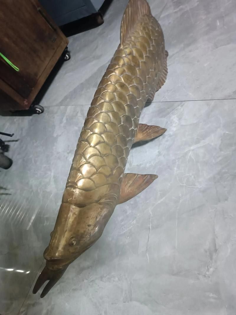 一米長金龍魚多少錢一條圖片