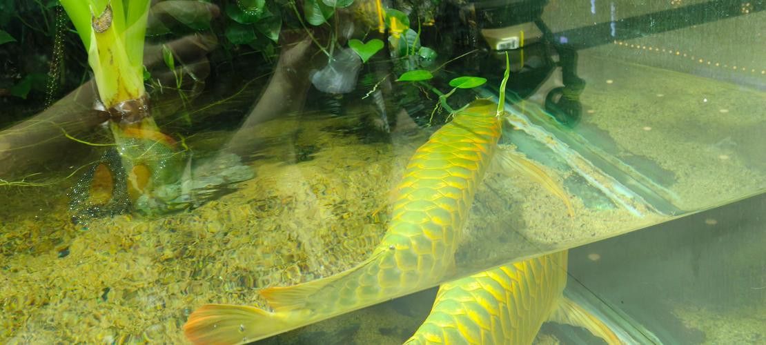 一米長金龍魚多少錢一條圖片