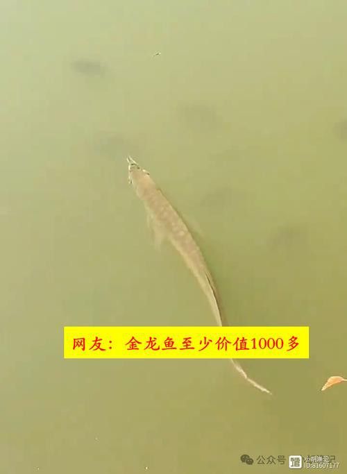 一米長金龍魚多少錢一條圖片