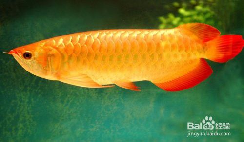 養龍魚水質硬度多少合適呀